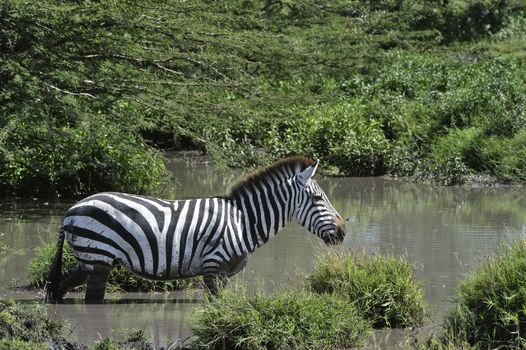  Against a dark background the zebra moves on water lifting splashes.