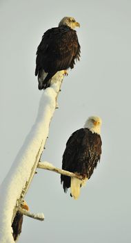 Two eagles ( Haliaeetus leucocephalus )  sit on the dried up tree