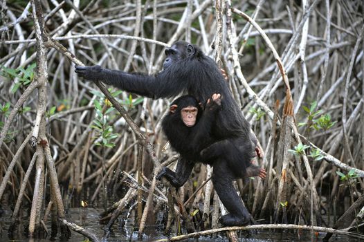 Chimpanzee with a cub. The chimpanzee with a cub on roots mangrove thickets