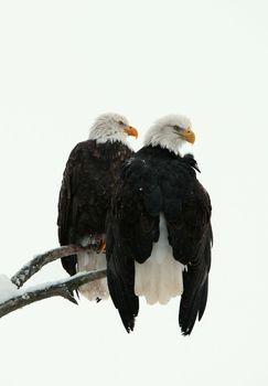 Two eagles ( Haliaeetus leucocephalus )  sit on the dried up tree