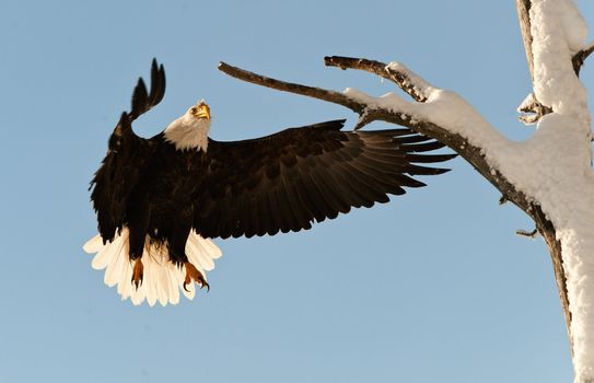 Landing of an eagle. An eagle flying on landing. Snow. Winter. Alaska. A bald eagle (Haliaeetus leucocephalus) Chilkat Bald Eagle Preserve in Southeast Alaska. 