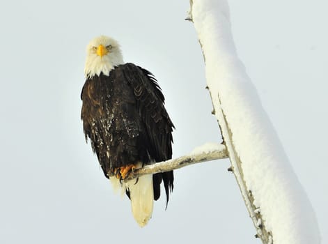 A bald eagle (Haliaeetus leucocephalus) is perched on a dead tree limb overlooking the Chilkat River watching for salmon in the Chilkat Bald Eagle Preserve in Southeast Alaska. Winter. Morning.