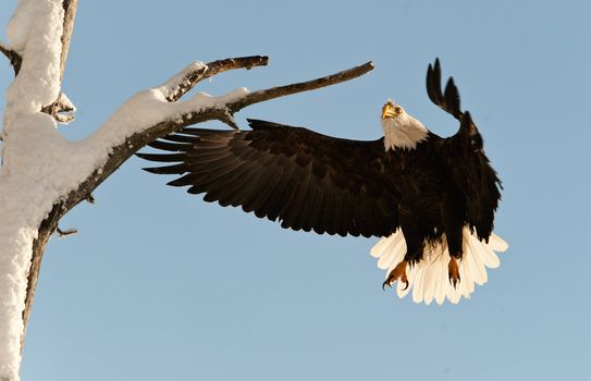 Landing of an eagle. An eagle flying on landing. Snow. Winter. Alaska. A bald eagle (Haliaeetus leucocephalus) Chilkat Bald Eagle Preserve in Southeast Alaska. 