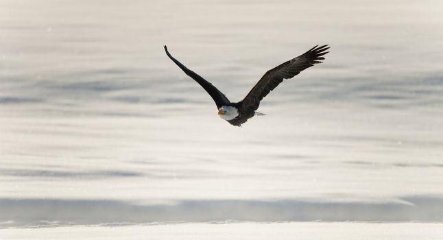 Flying bald eagle (Haliaeetus leucocephalus) is overlooking the Chilkat River watching for salmon in the Chilkat Bald Eagle Preserve in Southeast Alaska. Winter. Morning.