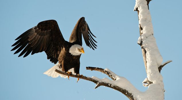 Landing of an eagle. An eagle flying on landing. Snow. Winter. Alaska. A bald eagle (Haliaeetus leucocephalus) Chilkat Bald Eagle Preserve in Southeast Alaska. 