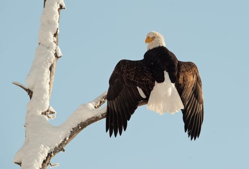 A bald eagle (Haliaeetus leucocephalus) is perched on a dead tree limb overlooking the Chilkat River watching for salmon in the Chilkat Bald Eagle Preserve in Southeast Alaska. Winter. Morning.