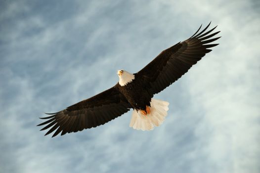 Bald eagle in flight awaiting fish feeding. USA, Alaska, Chilkat Bald Eagle Preserve, Bald eagle (Haliaeetus leucocephalus) 