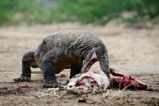 The Komodo dragon eats a victim. Rinca Island. Indonesia