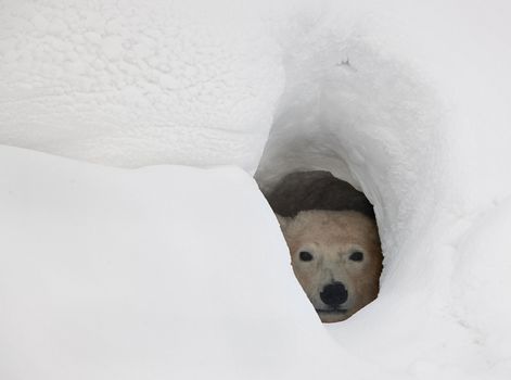 The polar bear looks out of a snow den