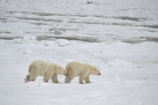 Two cubs of a polar bear go on an ice floe.