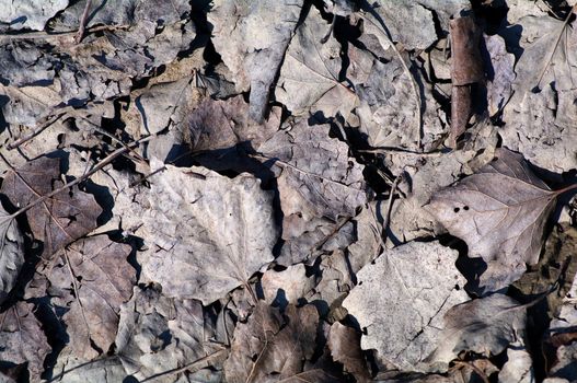 Dry leaves on a road a spring day