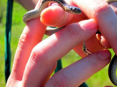 Hand holding a Common Garter Snake (Thamnophis sp.).