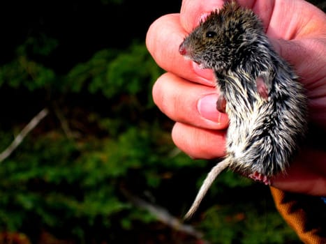 Capture and releasing a small vole.