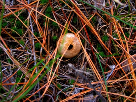 Puffball fungi in the marshes.