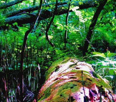 Moss and fungi covered log in a Horsetail and fern forest.