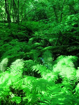 Green ferns in a forest.