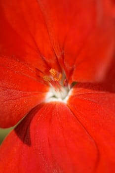 Dramatic macro shot of a fire red flower, with focus on stamen, beautiful floral background, vertical.