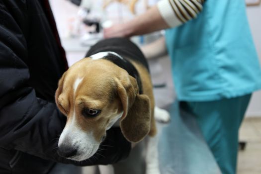 Dog at the vet in the surgery preparation room.