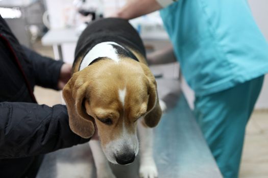 Dog at the vet in the surgery preparation room.