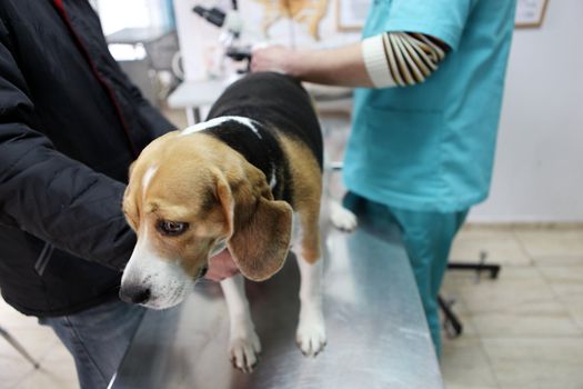 Dog at the vet in the surgery preparation room.