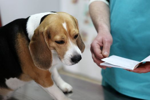 Dog at the vet in the surgery preparation room.