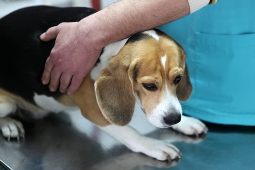 Dog at the vet in the surgery preparation room.