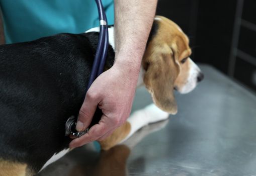 Dog at the vet in the surgery preparation room.