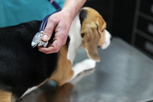 Dog at the vet in the surgery preparation room.