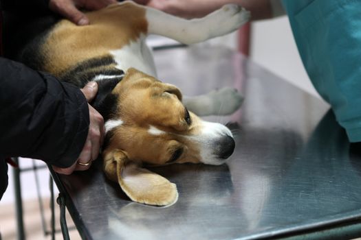 Dog at the vet in the surgery preparation room.