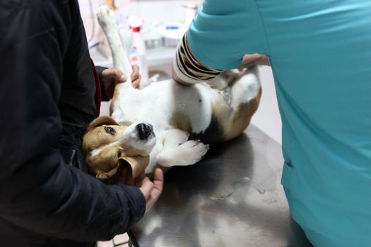 Dog at the vet in the surgery preparation room.