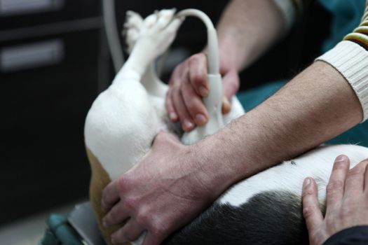 Dog at the vet in the surgery preparation room.