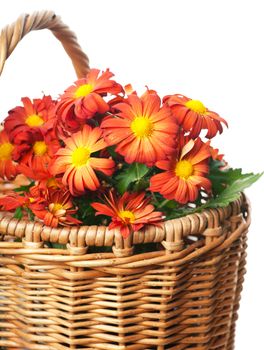 Bunch of red chrysanthemums in a basket over white background