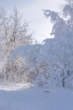 snowed and the frozen trees in forest in a sunny winter day