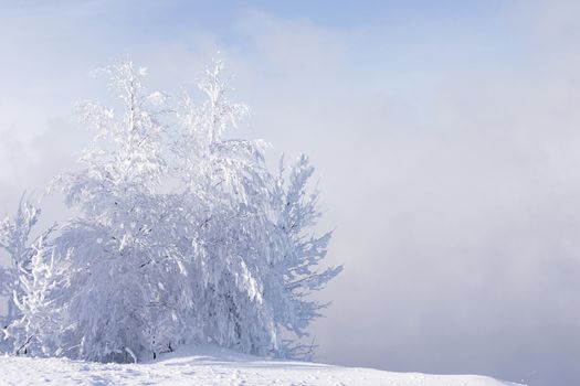 snowed and the frozen lonely trees costing in a snowdrift on a background of a fog and the blue sky