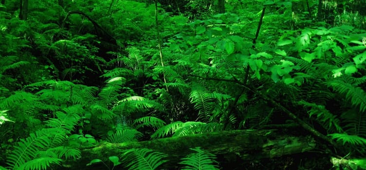 Green ferns deep in a forest.