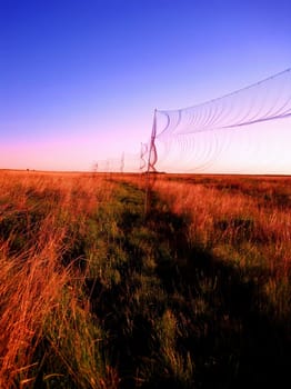 Mist netting in a tall grass prairie.