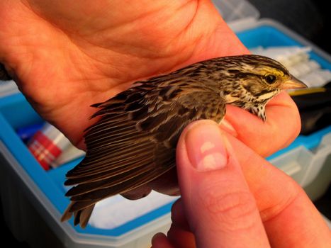 Savannah Sparrow (Passerculus sandwichensis) wing examination.