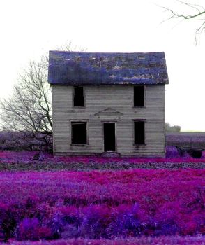 Beautiful prairie flora surrounding an abandoned haunted house.
