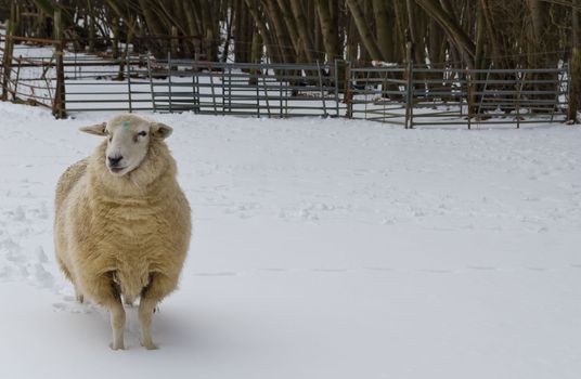 Lone sheep in the snow