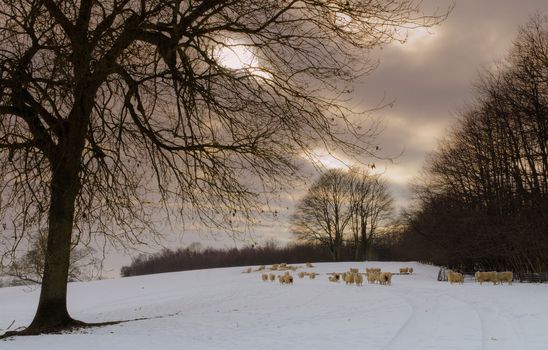 A flock of Sheep in a snowy field with dull snow filled sky clouds at dusk