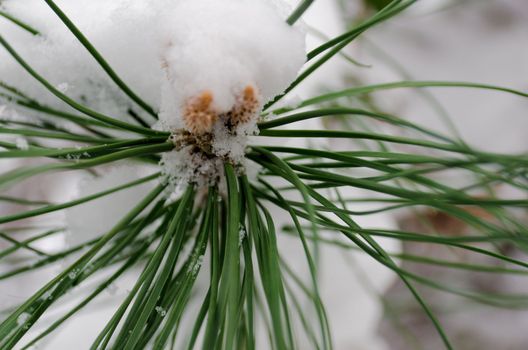 Branch of pine tree covered with snow