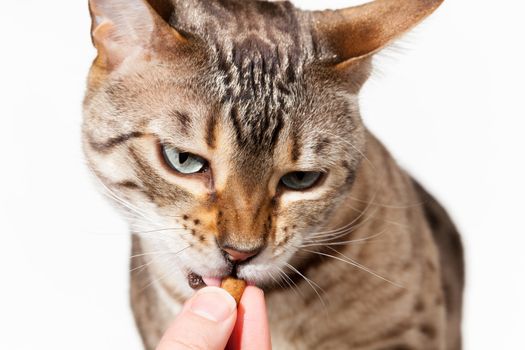 Small bengal cat being given a treat from fingers