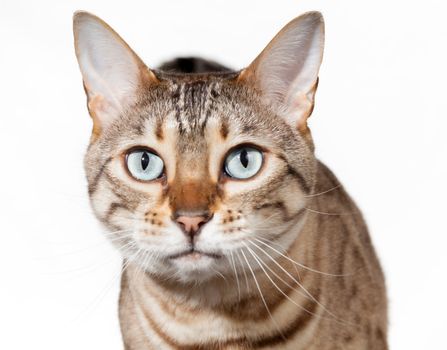 Bengal cat staring straight at camera with shocked or stunned expression