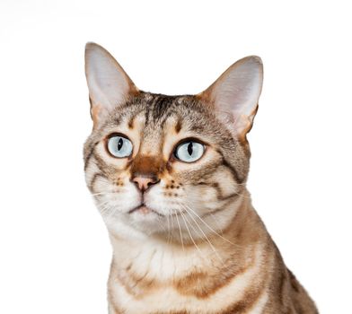 Bengal cat staring plaintively away from camera