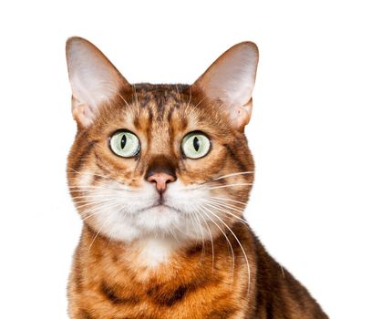 Bengal cat staring straight at camera with shocked or stunned expression