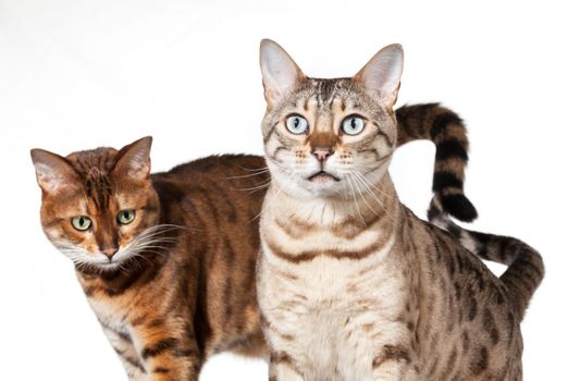 Bengal cat staring straight at camera with another in background