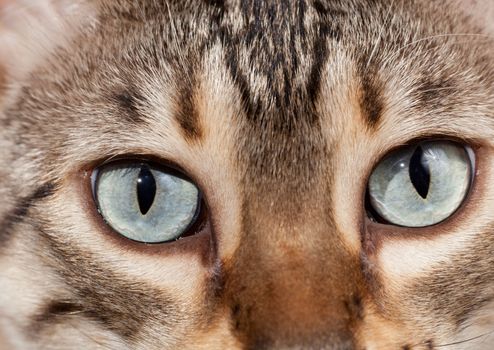 Eyes of bengal cat staring at camera in macro close up