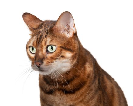 Bengal cat staring straight at camera with shocked or stunned expression