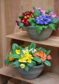 Two pots of colorful primroses