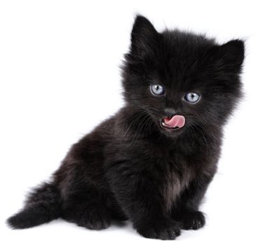 Black little kitten licking, sitting down on a white background